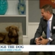 The Judge (A Chocolate Lab) and David Greene on Studio 10