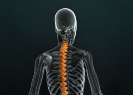 Human Skeleton with Spinal Cord Injuries Highlighted